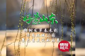 果然视频·好景山东|柳树发芽春来到！济南环城公园景色秀美如画图片