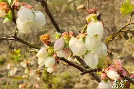 蓝莓花开，喜上“莓”梢丨韶关始兴图片