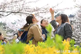 迎春梅花3月俏，樱、梨、桃花4月赏 这份青岛春天赏花攻略收好图片
