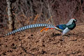 羽毛如彩虹 白腹锦鸡现身阿坝金川图片