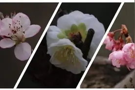 上海会客厅·山海经④ | 梅花樱花桃花，你能分得清吗？图片