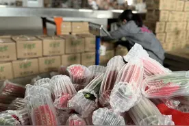 拼多多“农云行动”推动线下商家集体入拼 蓄力打造蔬菜爆品图片