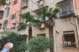 执行第一线：为移走两棵树跑了十几趟？租客占房不走只为养流浪猫？图片