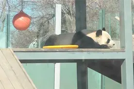 威海刘公岛大熊猫入乡随俗“狂炫”饼子火出圈 快跟着记者一起一睹“国宝”风采图片