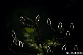 百花公园内，玉兰树上长出了毛茸茸的花骨朵图片