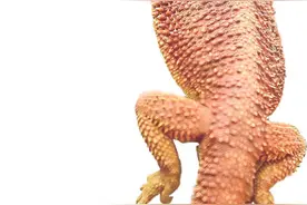 六问“异宠”图片