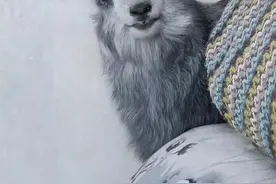 可可爱爱！小羊长相清秀酷似水墨画图片