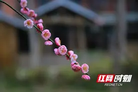 春天的故事丨遥知不是雪 为有暗香来图片
