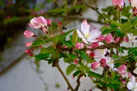 叮咚~天津早春赏花新版攻略出炉，这些公园值得遛儿！图片