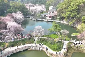 春光烂漫，美好“樱”你而至!图片