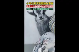 小羊长相清秀酷似水墨画，主人：这种颜色的小羊不多见图片