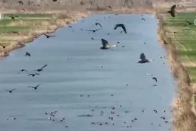 春江水暖 成群野鸭长江口嬉戏觅食图片