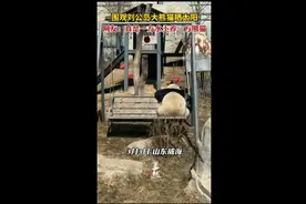 围观刘公岛大熊猫晒太阳，网友：真是一方水土养一方熊猫图片