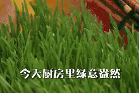 这三种苗菜，清热化痰又通便！在家自己种，全家都爱吃~图片