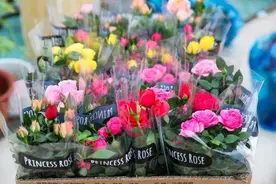 时令鲜花扎堆上市，快来松江这里的花卉市场看看吧→图片