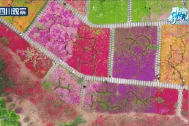 川渝好风光丨三角梅花开满园 宛如人间调色盘图片