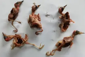 “用于食用或售卖”，乐山一女子非法狩猎野生鸟类被采取刑事强制措施图片