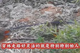 祝融峰下，一群灰胸竹鸡小鸡仔觅食嬉戏图片