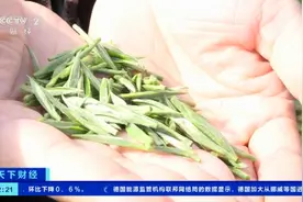 采茶工一天挣300元！四川威远4万多亩春茶进入采摘季，提供超5000个岗位图片