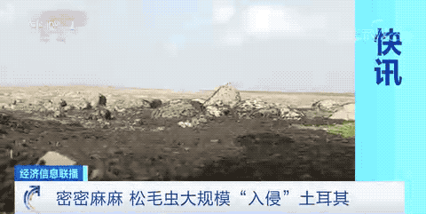 土耳其遭松毛虫大规模“入侵”