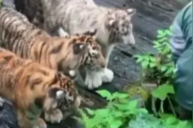 工作人员帮游客捡手机被四只幼虎围观，网友：幸好掉进了“幼儿园”图片