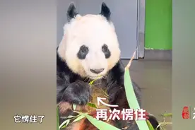 果然视频｜旅英大熊猫听到四川话愣住，拍摄者：生活条件还不错图片