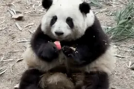 大熊猫福菀被游客泼水后委屈躲角落，7个月大的它，其实下半身无法行走图片