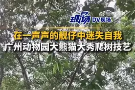 大熊猫秀爬树技艺，网友：在一声声靓仔中迷失了自我图片