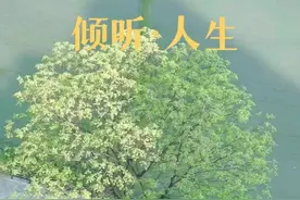 【倾听】龙井茶大工匠图片