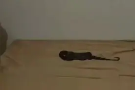 果然视频|一米长黑蛇闯进居民家，消防员到场“捉拿”图片