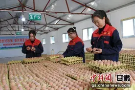 成县：小变蛋“变”出乡村致富新产业图片