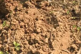 遇到这种“小土堆”马上远离！被咬后果很严重……图片