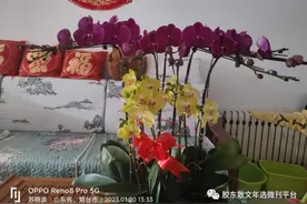 苏阳 | 蝴蝶兰图片