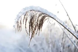德国多地迎来降雪图片