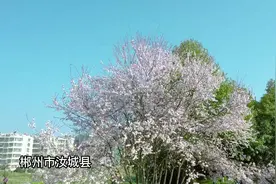 春天的花又上新了！花开成“雪”，汝城“醉”美春光来看这“李”图片
