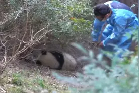 被泼水的大熊猫“福菀”身体状况稳定！繁育研究基地回应详情图片