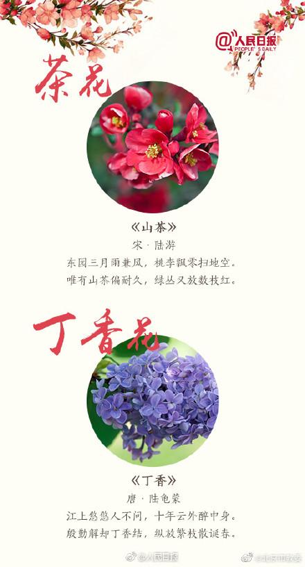 跟着18首古诗去赏花