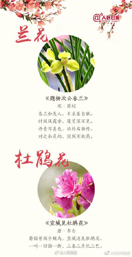 跟着18首古诗去赏花