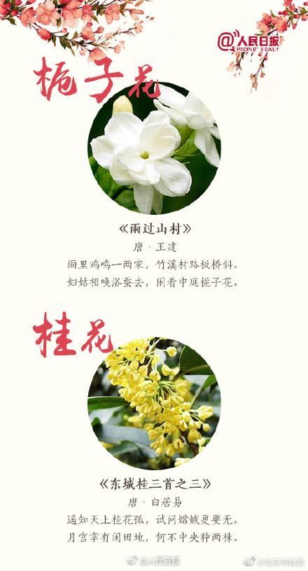 跟着18首古诗去赏花