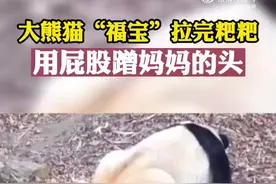 调皮！大熊猫“福宝”拉完粑粑屁股蹭妈妈头上图片