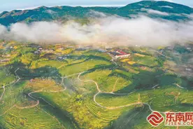 闽滇浙皖贵五省代表委员共话茶产业发展：点绿成金·一叶茶促一业旺图片