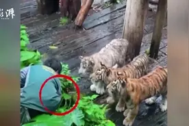 游客手机掉进“虎穴”，幼虎围观饲养员捡手机图片