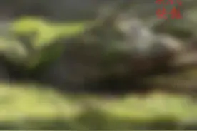 顶着一头绿藻醒了！南京红山动物园的扬子鳄结束冬眠图片