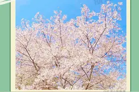 无需门票！杭州人私藏的赏樱秘境，赶紧收藏图片