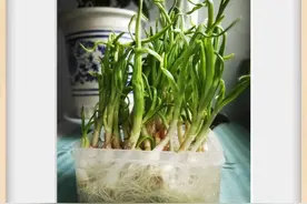 身边的她｜婆婆图片