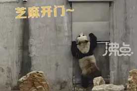 这个气势很东北！沈阳大熊猫哐哐捶门着急下班图片