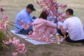上海樱花节要来啦！赏花、游园攻略请收好图片