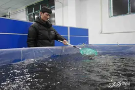 新余鳗鱼“游”向世界图片