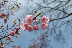 周到晨报 | 连续六年“春来早”，上海已于3月4日入春；菜苔季来了，这款可以直接生吃的油菜苔吃过吗？老友装修怎么选？测评来了→图片