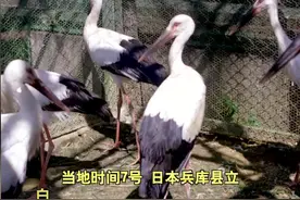 37岁！日本最长寿白鹳去世图片